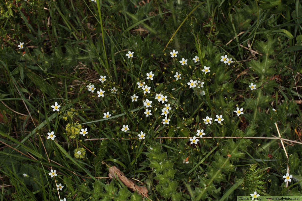 Ängsnäva, Geranium pratense